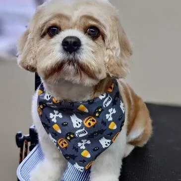 Dog looking its best after grooming at Pampered Paws