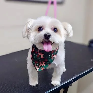 Freshly groomed dog at Pampered Paws, Manchester