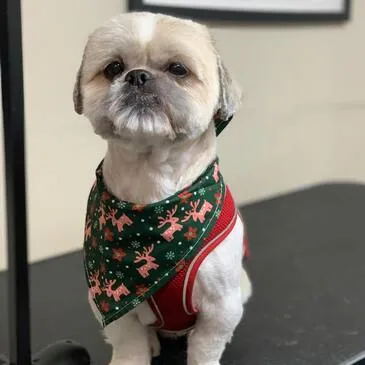 Dog after a full groom at Pampered Paws