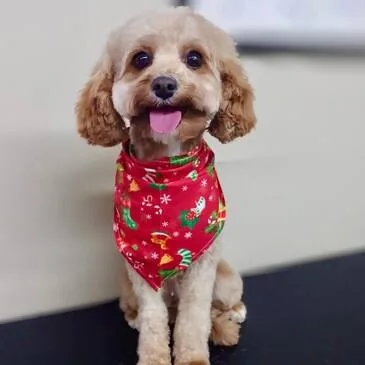 Happy dog following a grooming session at Pampered Paws