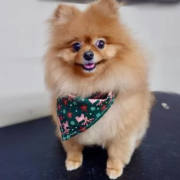 Professionally groomed dog at Pampered Paws, Gorton