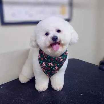 Dog groomed and blow-dried at Pampered Paws