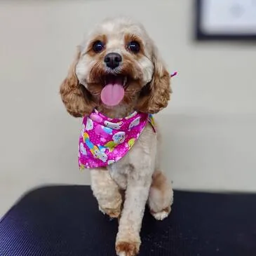 Smart new haircut from the groomers at Pampered Paws