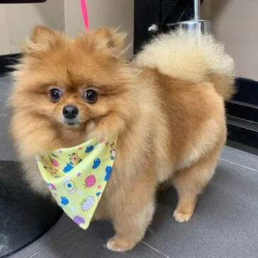 Groomed and brushed out at Pampered Paws, Manchester