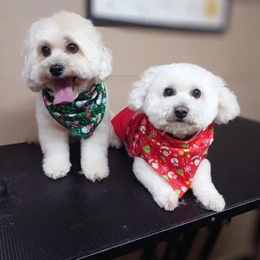 Dog looking its best after grooming at Pampered Paws