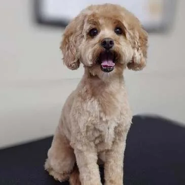 Freshly groomed dog at Pampered Paws, Manchester