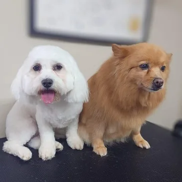 Dog after a full groom at Pampered Paws