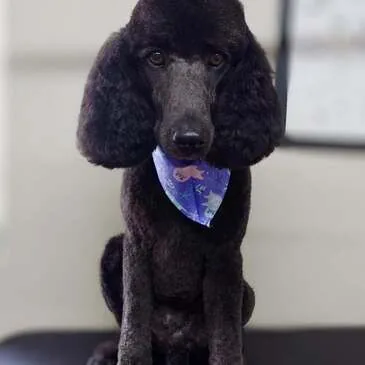 Happy dog following a grooming session at Pampered Paws