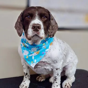 Professionally groomed dog at Pampered Paws, Gorton