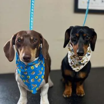 Dog groomed and blow-dried at Pampered Paws