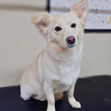 Groomed and brushed out at Pampered Paws, Manchester