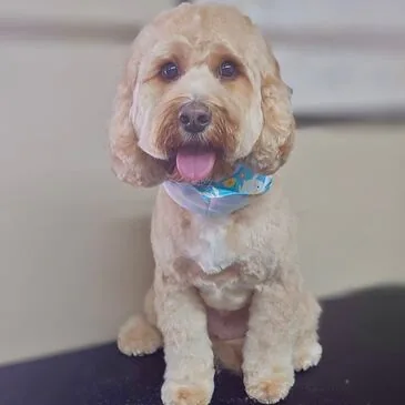 Dog looking its best after grooming at Pampered Paws
