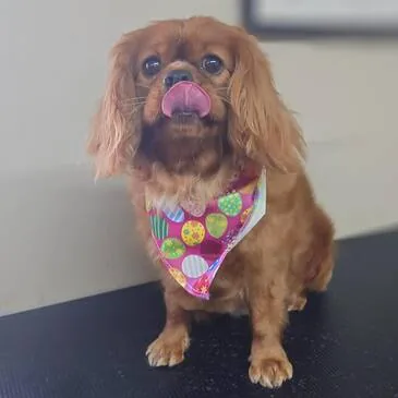 Freshly groomed dog at Pampered Paws, Manchester