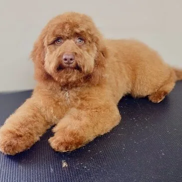 Dog after a full groom at Pampered Paws