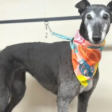 Happy dog following a grooming session at Pampered Paws