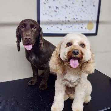 Professionally groomed dog at Pampered Paws, Gorton