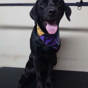 Dog groomed and blow-dried at Pampered Paws