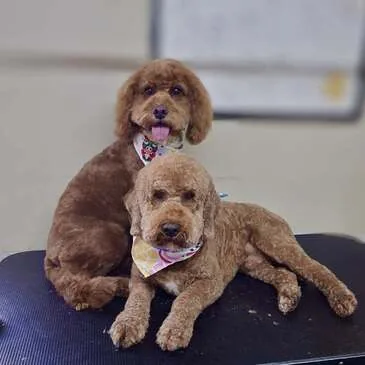 Smart new haircut from the groomers at Pampered Paws