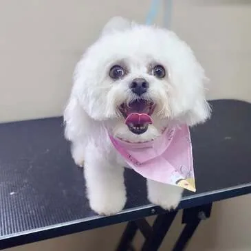 Groomed and brushed out at Pampered Paws, Manchester