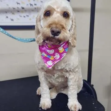 Dog looking its best after grooming at Pampered Paws