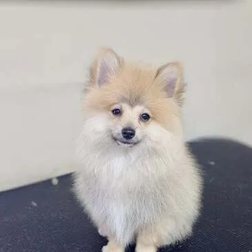 Freshly groomed dog at Pampered Paws, Manchester