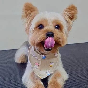 Dog after a full groom at Pampered Paws